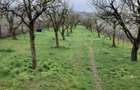 Teren 2.000 m in Dezmir -50.000 negociabil - 2