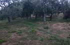 Vand teren cu pomi fructiferi + teren agricol