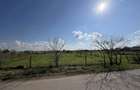 Teren intravilan agricol 5.000 mp de vanzare Iepure?ti, Giurgiu - 7