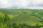 Vand arendez planta?ie de catina certificata ecologic - 2