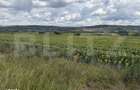 Teren intravilan in localitatea Bobota in suprafata de 11500 mp - 2