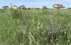 Teren premium Costine?ti 1366 mp | intre Vox Maris si Golful Francezului | 500m de plaja | utilita?i - 7