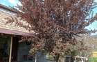 Casă cu Teren 577 Mp în Cozieni - 2
