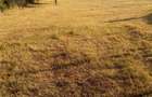Teren de 2100 mp, în Rădăcinești - 10