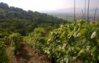 Teren cu vita de vie comuna Cristian judetul Sibiu - 3