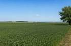 TEREN 15.000 MP LA 10 KM DE CRAIOVA-COMUNA MISCHII - 3