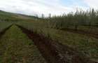 Vand plantatie de catina ecologica pe rod - 7