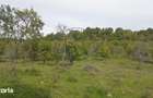 Teren extravilan 10.000 mp Livada de pruni, Dorolea (15 km de Bist