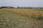 Teren intravilan 2.900 mp la DN17, Uriu front 18,5 m, toate utilit - 6