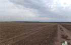 Oferim spre vanzare 6 loturi de teren extravilan (agricol) in Petrachi