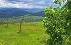 Teren Premium Intravilan ?uncuiu? (Pojorata) Panorama superba, padure - 11