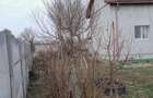 Casa sat pluta com Butoiesti - 4