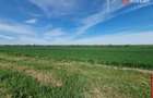 Teren extravilan de 9500 mp de vanzare in Remetea Mare - Remetea Mare (Timis) - 3