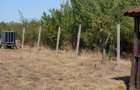 TEREN DE VANZARE LIVADA DIN PALEU, in apropiere de Dealul Viilor - 3