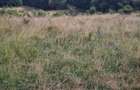 Teren extravilan 2500m2. Panorama superba.-Salicea - 4