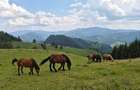 17 Ha Hectare pe Via Transilvanica intravilan + extravilan in Fundu Moldovei - 5