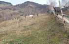 Teren Intravilan 4.608 mp in Sat Magura Priveli?te Panoramica Bucegi ?i Piatra Craiului - 4