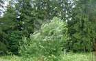 Proprietar vand 7059 mp in Predeal- str. Schiorilor/Cioplea