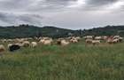 Vand Teren Extravilan in localitatea Jugureni - 4