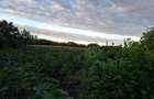 2 case de vinzare in Albele (Petru Rare?) - 2