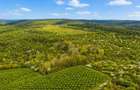 Teren 20 ha vestul Romaniei ideal plantatie aluni / livada - 2