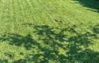 Teren de INCHIRIAT - Ideal pentru agricultura, livada, agrement sau camping! - 3