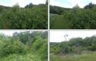 Teren extravilan com.Dragesti, jud.Bihor - 5