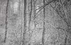 Teren forestier fag stejar veche 100 ani - 4