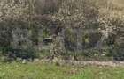 Teren 5117 mp intravilan, zona de Almaj - 1