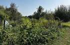 Vand tere extravilan in zona munte Corbisori Arges - 4