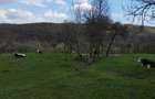 Vand teren intravilan - 3