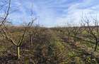 Vand ferma pomicola 12 hectare