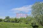 BALTA 15 ha si p #259;dure de plop #537;i stejar 14,5 ha 295.000 mp Dr #259;g #259;ne #537;t
