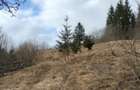 Teren de vanzare Bucovina - 7