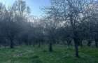 Teren de 2800 mp, în Văleni-Dâmbovița - 3