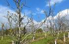 Livada nuci Fernor matura, planta?ie intensiva, iriga?ie + fantana, Salaj