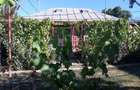 Vand casa in Dealu Morii - 3