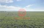 Teren Intravilan, 3 Loturi de 700 mp, Aproape de Lac - Tech - 1