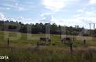 De vanzare teren Rasca - cu o panorama superba! - 6