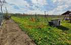 Teren extravilan in Baicoi 10.000mp plantatie mure --80.000e - 16