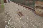 Intravilan in Focsani Vrancea zona Crang -Petresti 6500 mp. Vand. - 2
