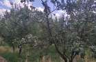 Vanzare casa - magazin - Licuriciu, Calinesti - Teleorman - teren 1400mp - 7