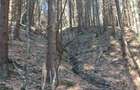 De vanzare 2 Hectare de Padure Brad Douglas Duplex Oportunitate Unica - 4