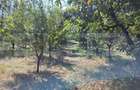 Casa de vanzare, 115 mp, teren 4000 mp, livada, zona Nord