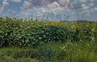 Teren 6,000mp Costana / DN 178A - Costana (Suceava) - 2