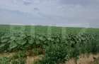 Teren intravilan de vanzare, parcelat, 11379 mp, Salcea - 4