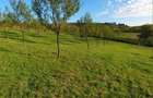 Livada tanara de vanzare - 4