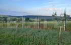 Teren intravilan, 4447 mp, 28 ml deschidere, Pielesti - 8