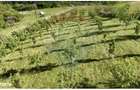 Teren 20.170mp | Livada | Suncuius, Bihor - 7