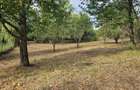 Vila rustica cu teren ca la munte 1291 mp semi central Iasi - 3